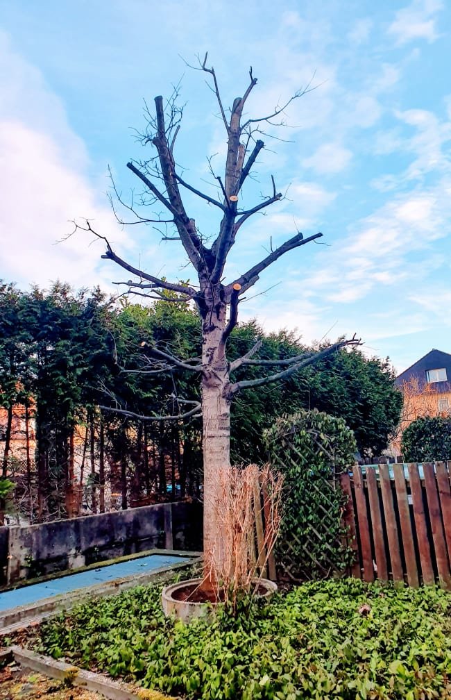 Gartengestaltung - Avni Begisholli